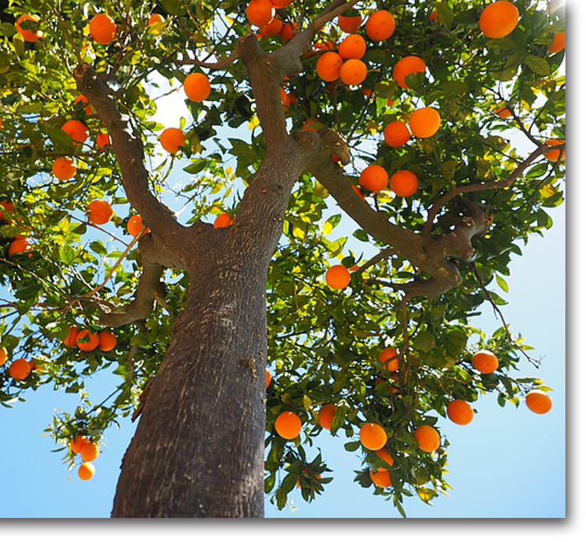 fruit tree