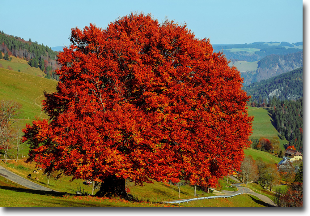 red tree